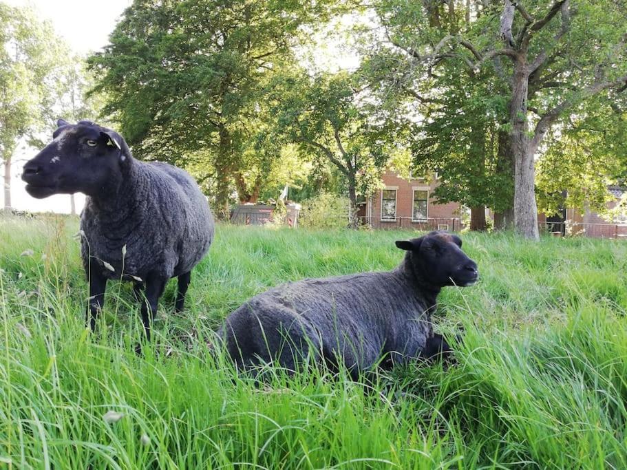 'T Winkeltje - Vakantiehuisje Op Boerderij Huize Blokland Hem Экстерьер фото