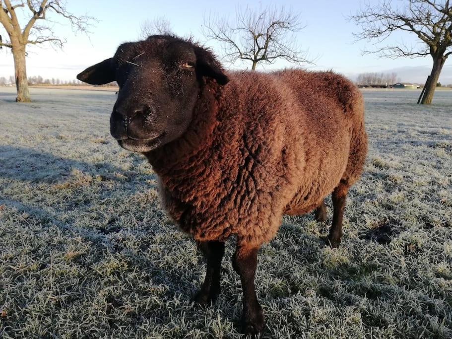 'T Winkeltje - Vakantiehuisje Op Boerderij Huize Blokland Hem Экстерьер фото